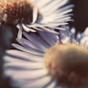 Meet your Posher, Alathea